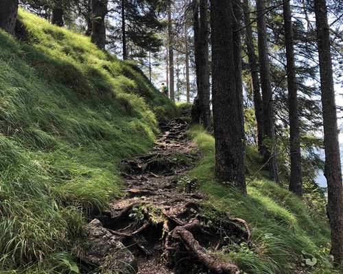 Hotel Sonnenhof Steiler Waldweg mit freiliegenden Wurzeln und grünem Gras an der Seite