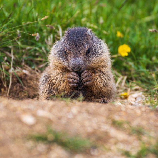 Hotel Sonnenhof Murmeltier sitzt im Gras und hält etwas mit den Pfoten