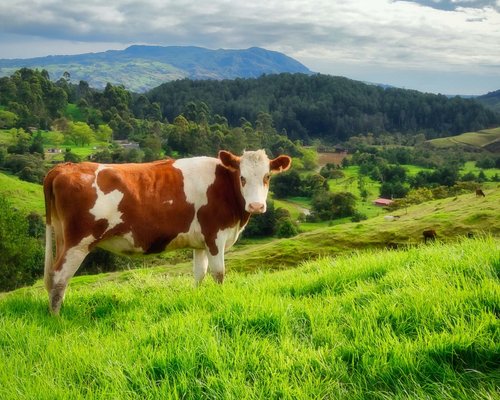 Hotel Sonnenhof Braun-weiße Kuh auf grünem Hügel mit Bergen und bewölktem Himmel im Hintergrund