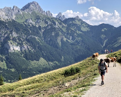 Hotel Sonnenhof Wanderer auf Bergweg mit Kühen und Alpen im Hintergrund bei Sonnenschein