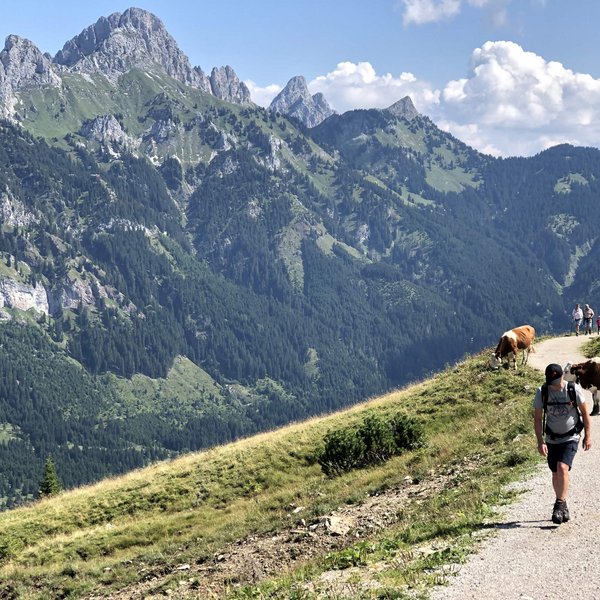Hotel Sonnenhof Wanderer auf Bergweg mit Kühen und Alpen im Hintergrund bei Sonnenschein
