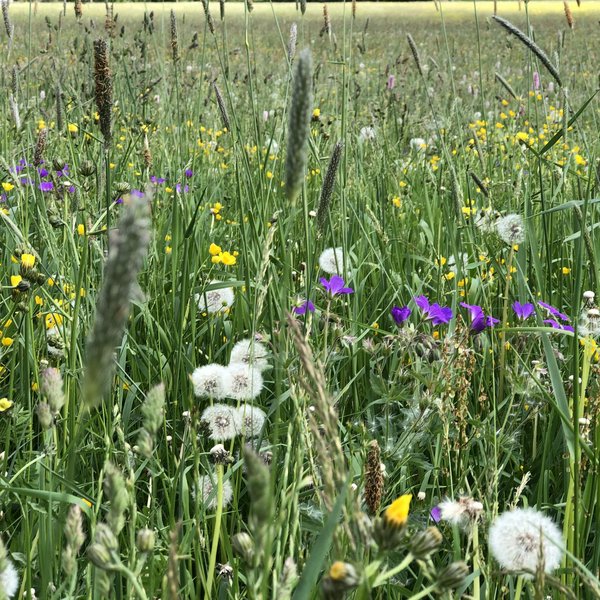 Hotel Sonnenhof Wildblumenwiese mit Löwenzahn, lila und gelben Blumen