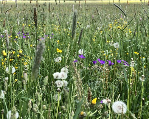 Hotel Sonnenhof Wildblumenwiese mit Löwenzahn, lila und gelben Blumen