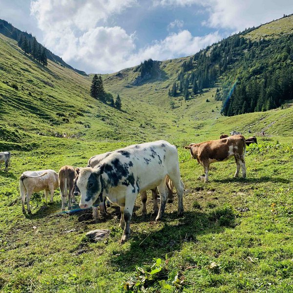 Hotel Sonnenhof Kühe auf grüner Bergwiese unter bewölktem Himmel