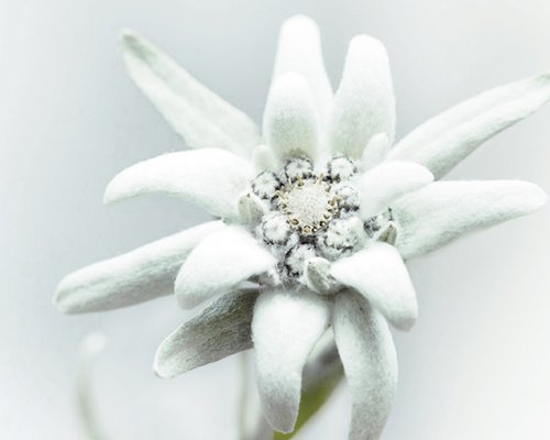 Hotel Sonnenhof Nahaufnahme einer weißen Edelweißblume mit weichen Blütenblättern