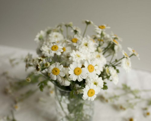 Hotel Sonnenhof Glasvase mit weißen Gänseblümchen auf weißem Tuch