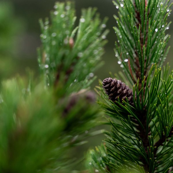 Hotel Sonnenhof Nahaufnahme einer Tannenzapfen an einem feuchten Kiefernzweig mit Tau