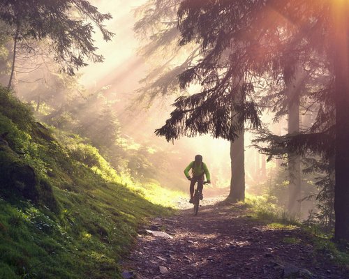 Hotel Sonnenhof Radfahrer auf Waldweg im Sonnenlicht