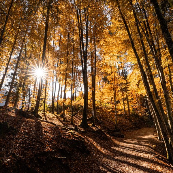 Hotel Sonnenhof Sonnenlicht strahlt durch einen herbstlichen Wald mit bunten Blättern